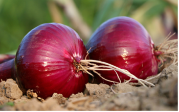 Onion